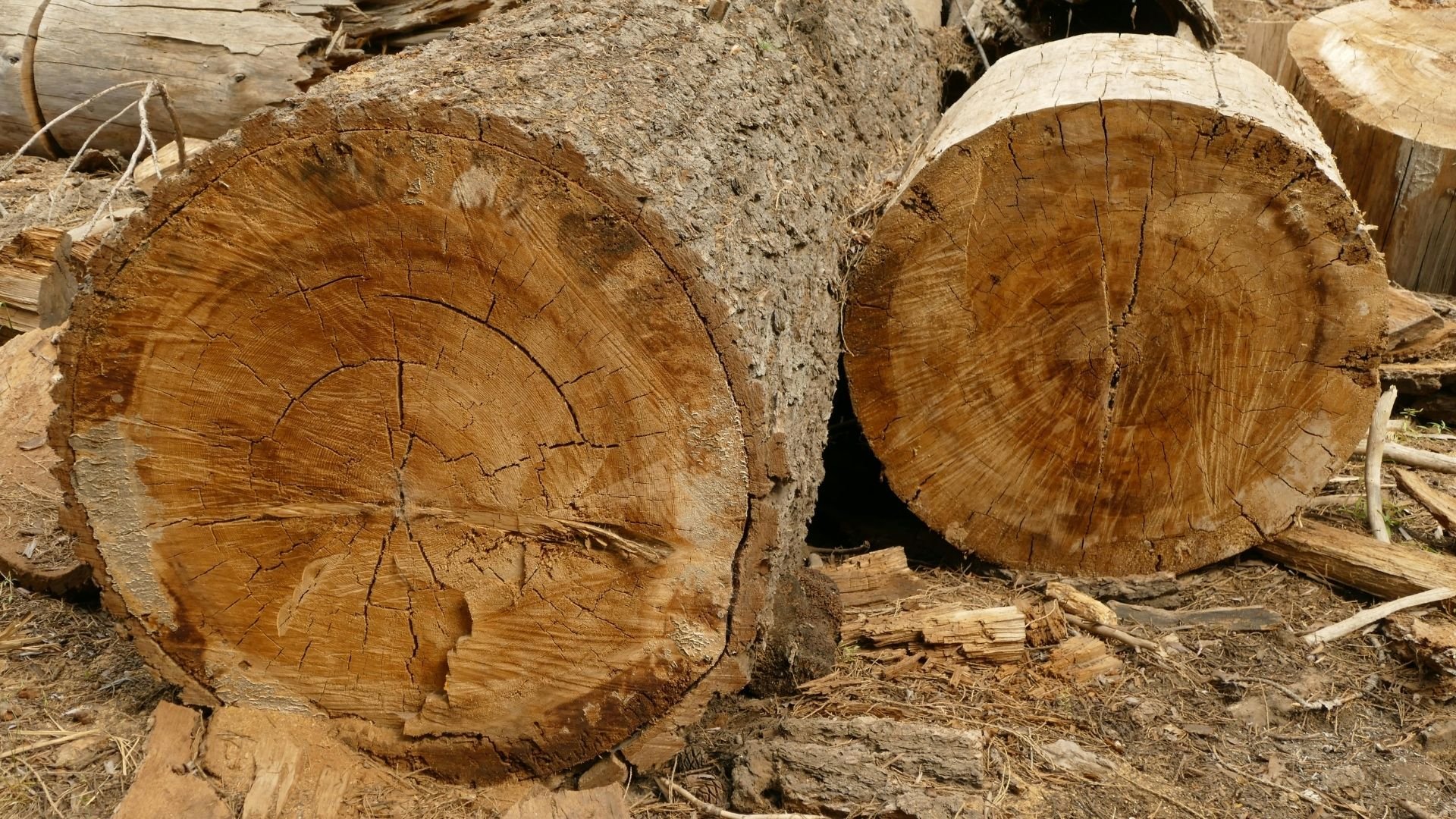 Large cut tree logs showing detailed wood grain and tree rings