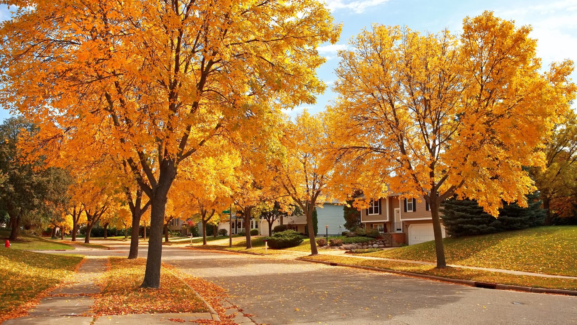 Autumn neighborhood street with golden trees and fallen leaves on ground