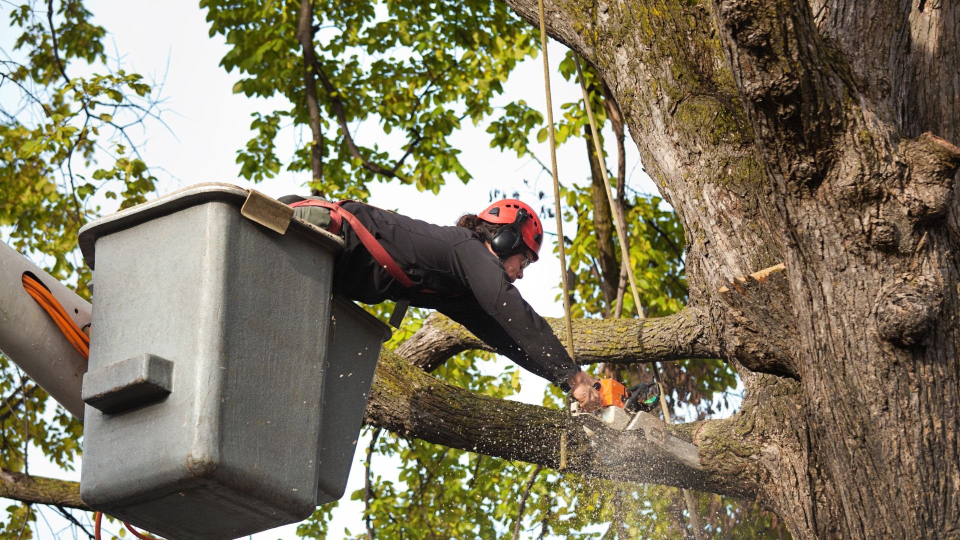 Arborist in safety gear cutting tree branch from aerial lift bucket