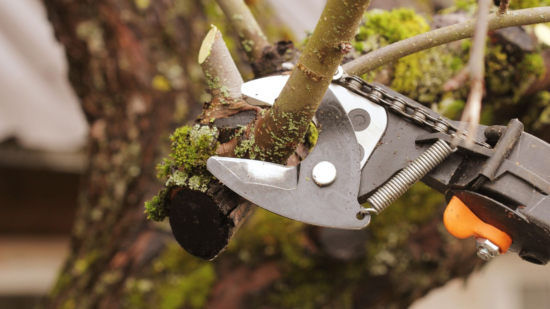 Pruning shears cutting a mossy tree branch with precision