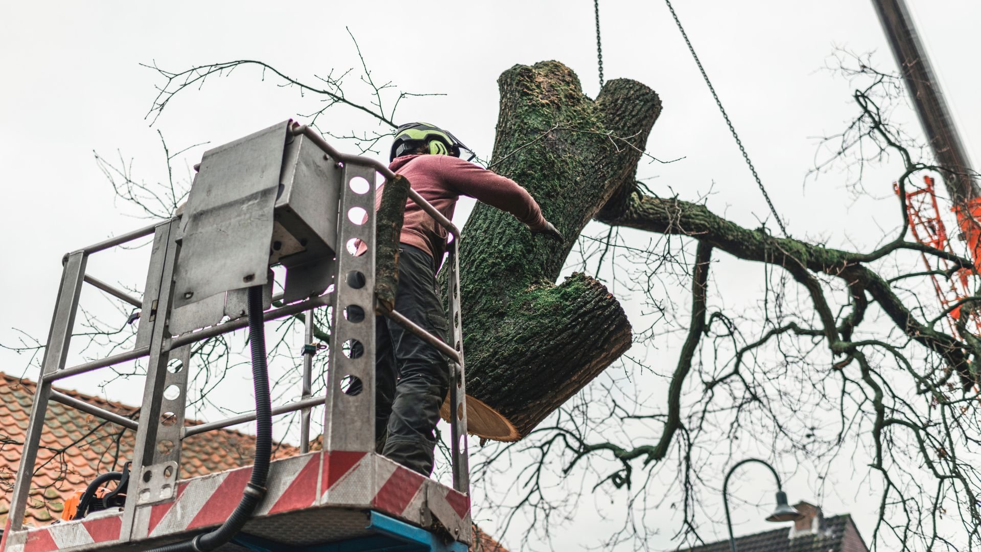 Arborist in cherry picker trimming large moss-covered tree branch