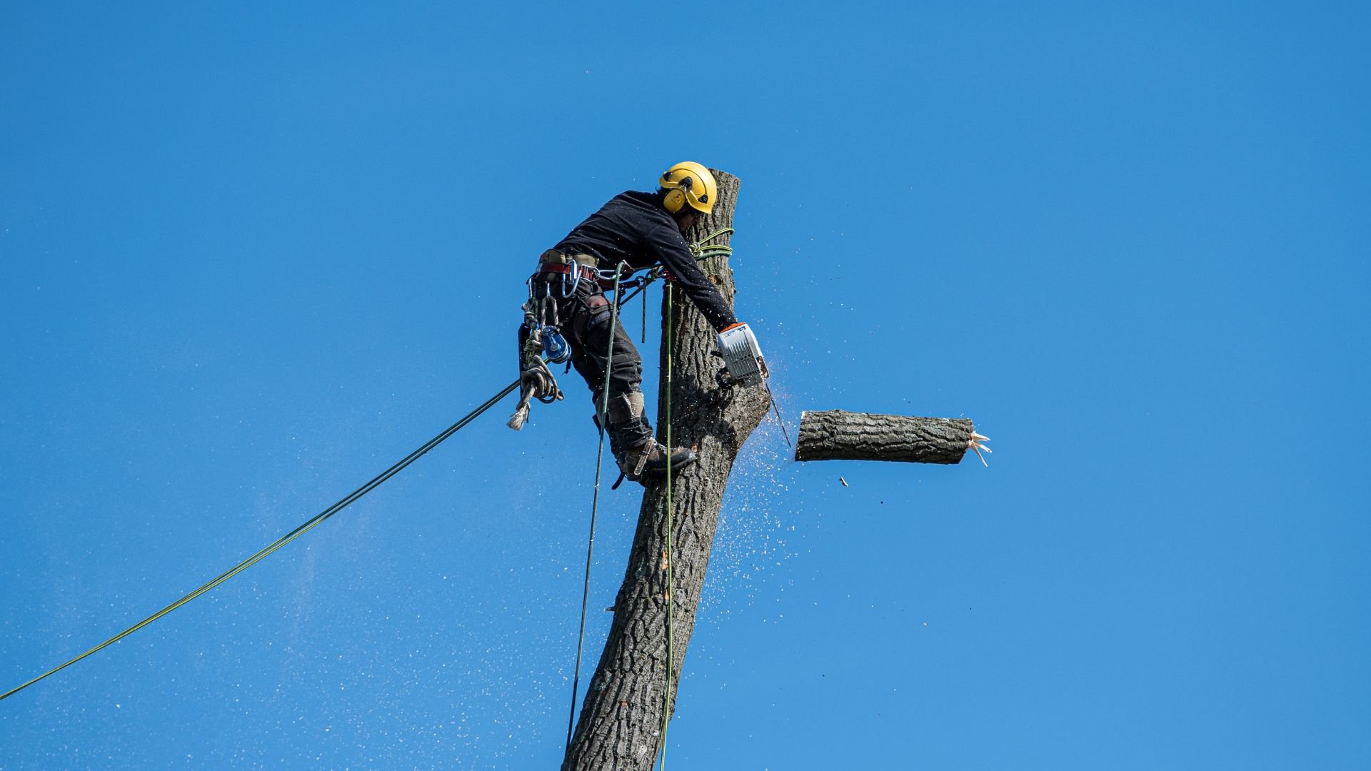 Arborist cutting tree branch with chainsaw while secured by safety ropes