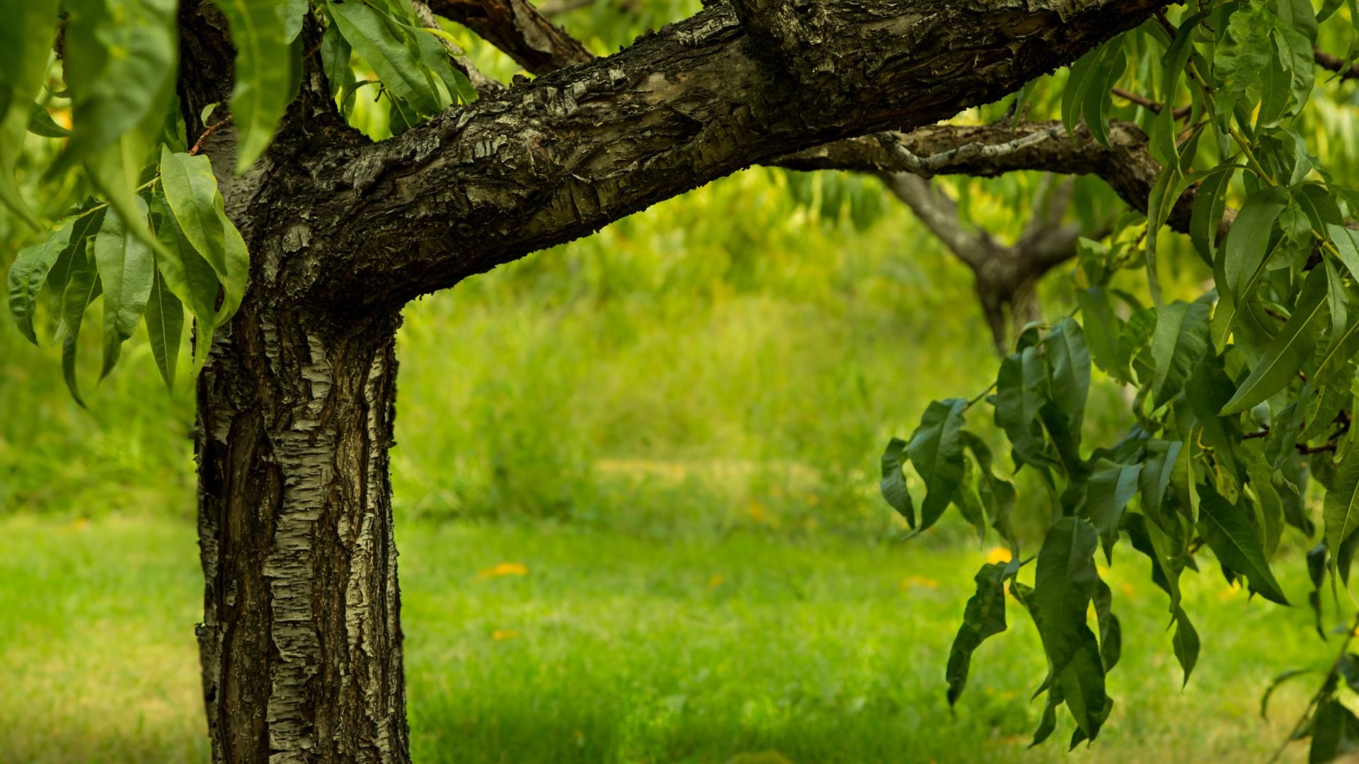 Old tree with rough bark in a lush green orchard with yellow flowers