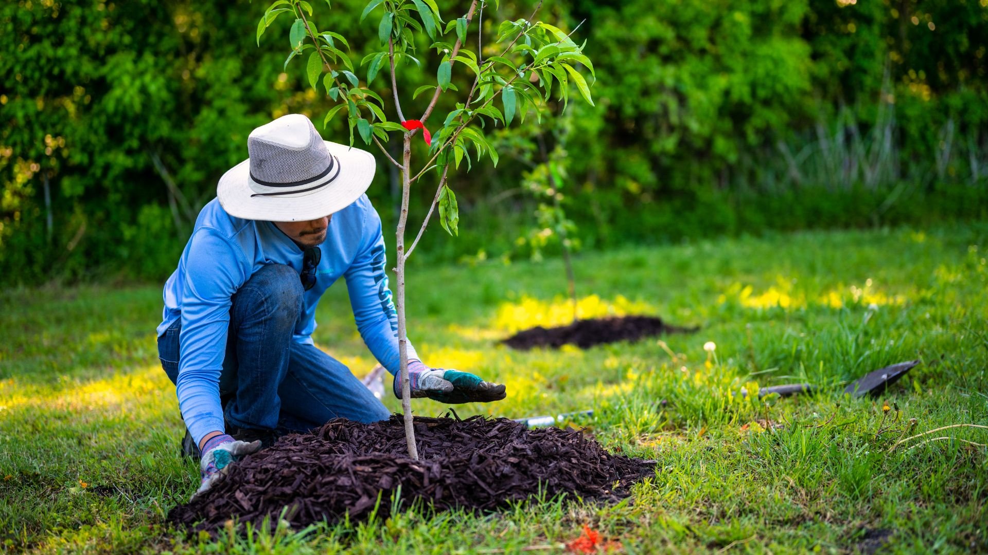 Gardener planting a young tree with red marker in mulched soil