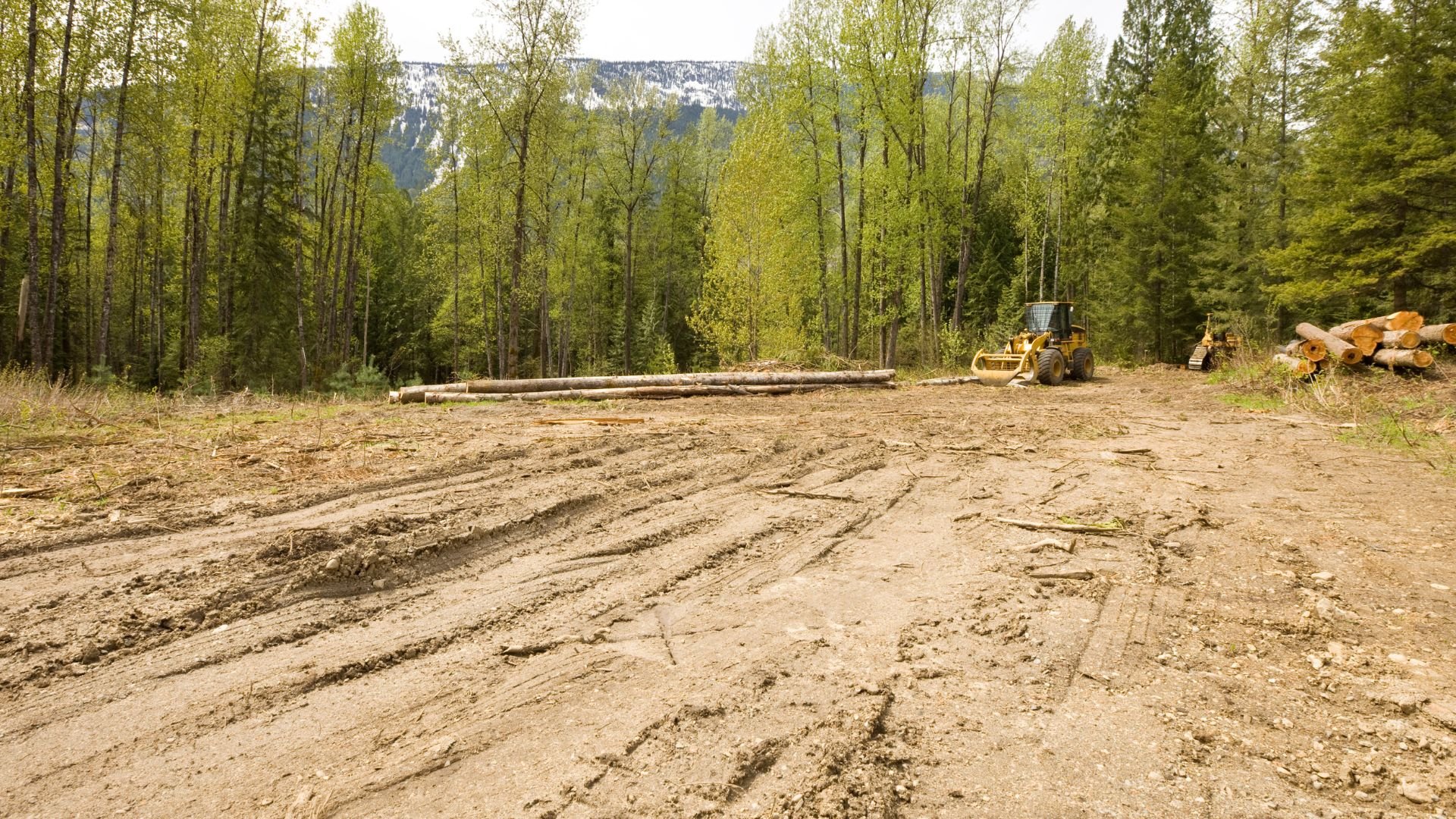 Logging site with yellow machinery, felled logs, and forest in background