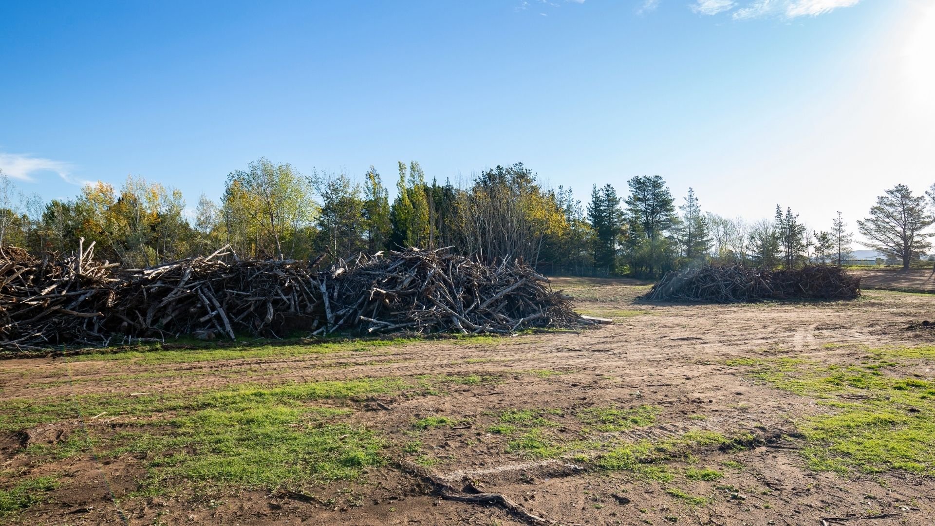 Large piles of fallen branches and wood in an open field with trees