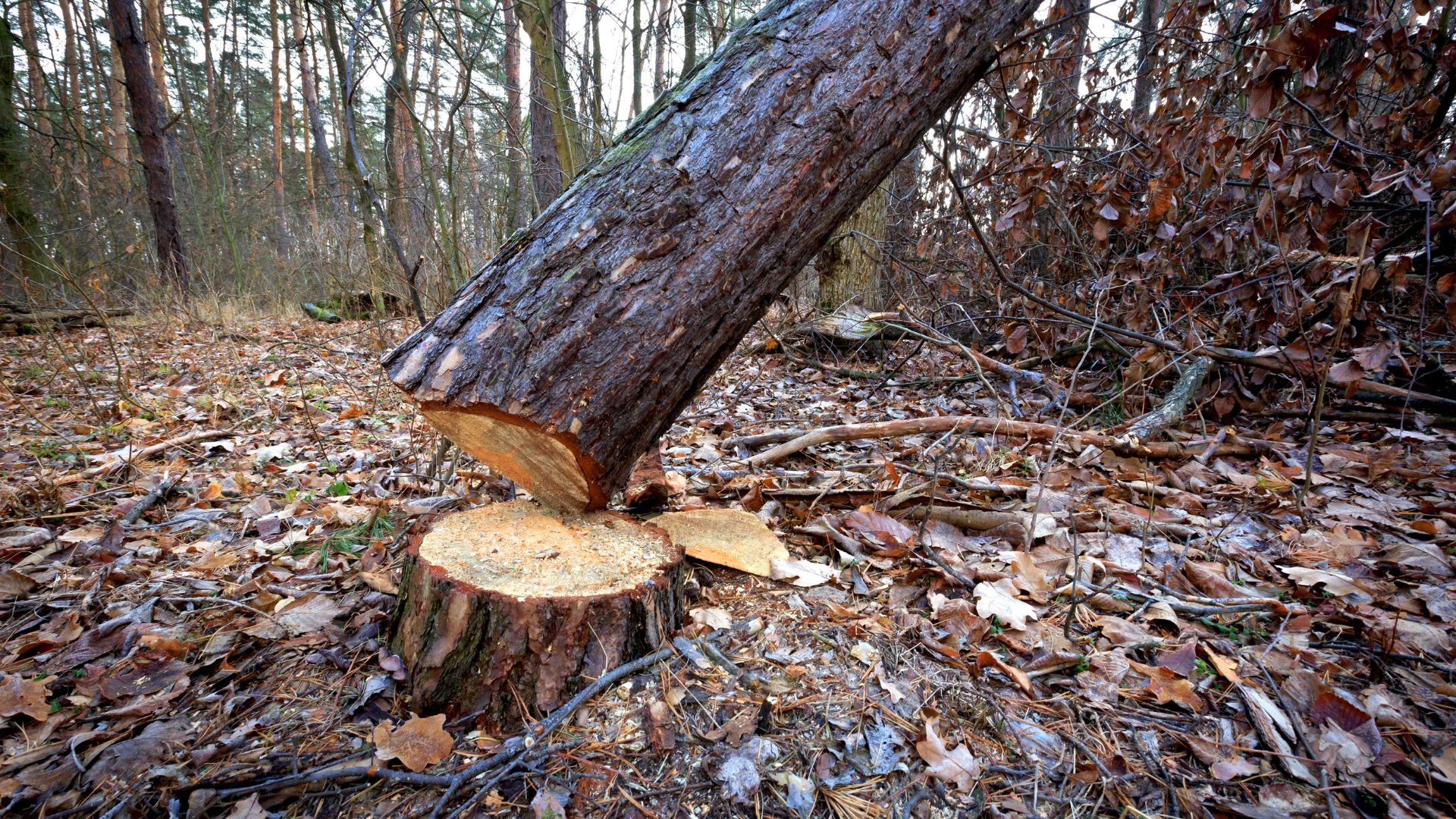 Felled tree with axe marks in forest surrounded by autumn leaves