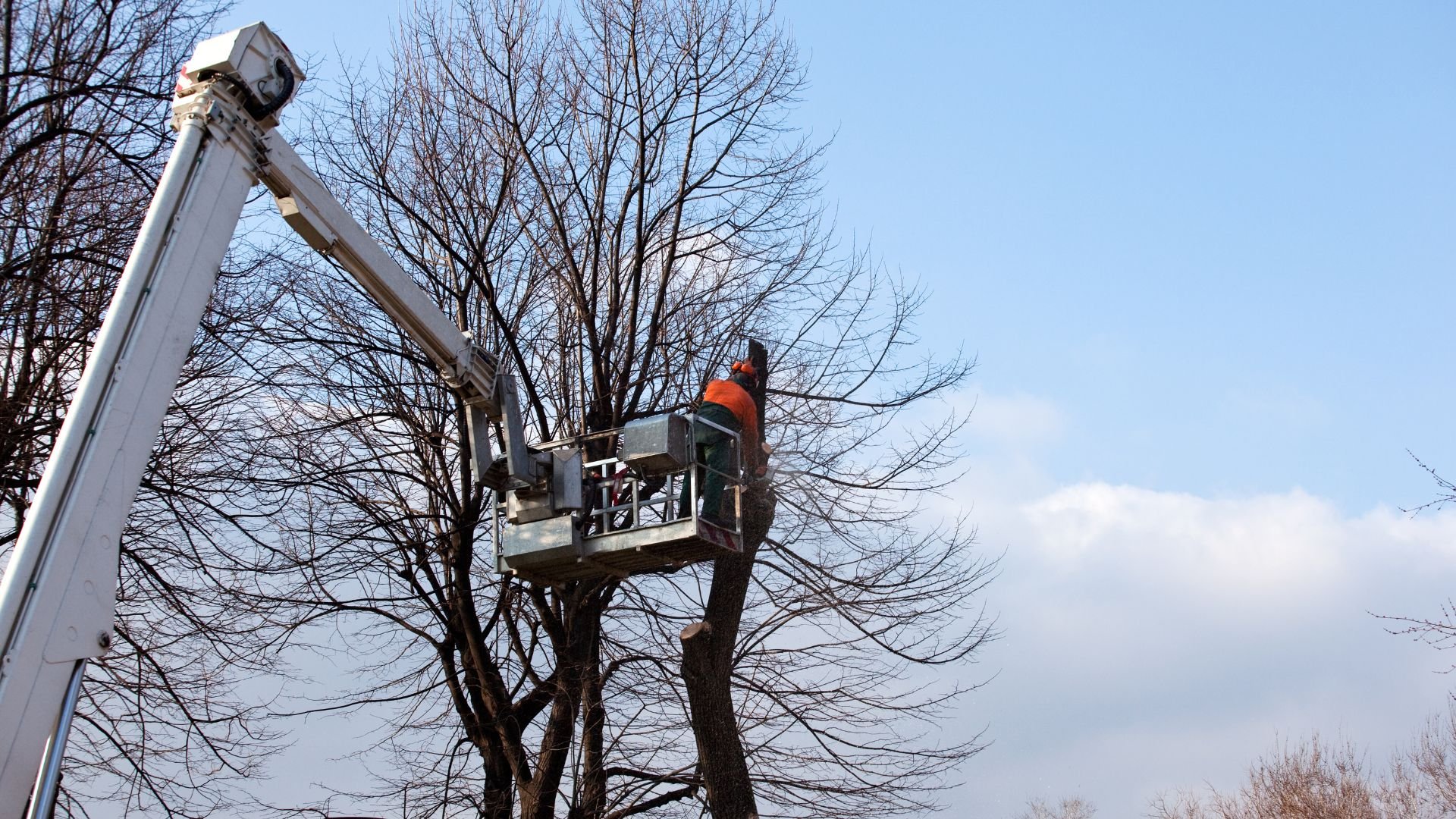 Worker in orange jacket trims branches using elevated hydraulic lift
