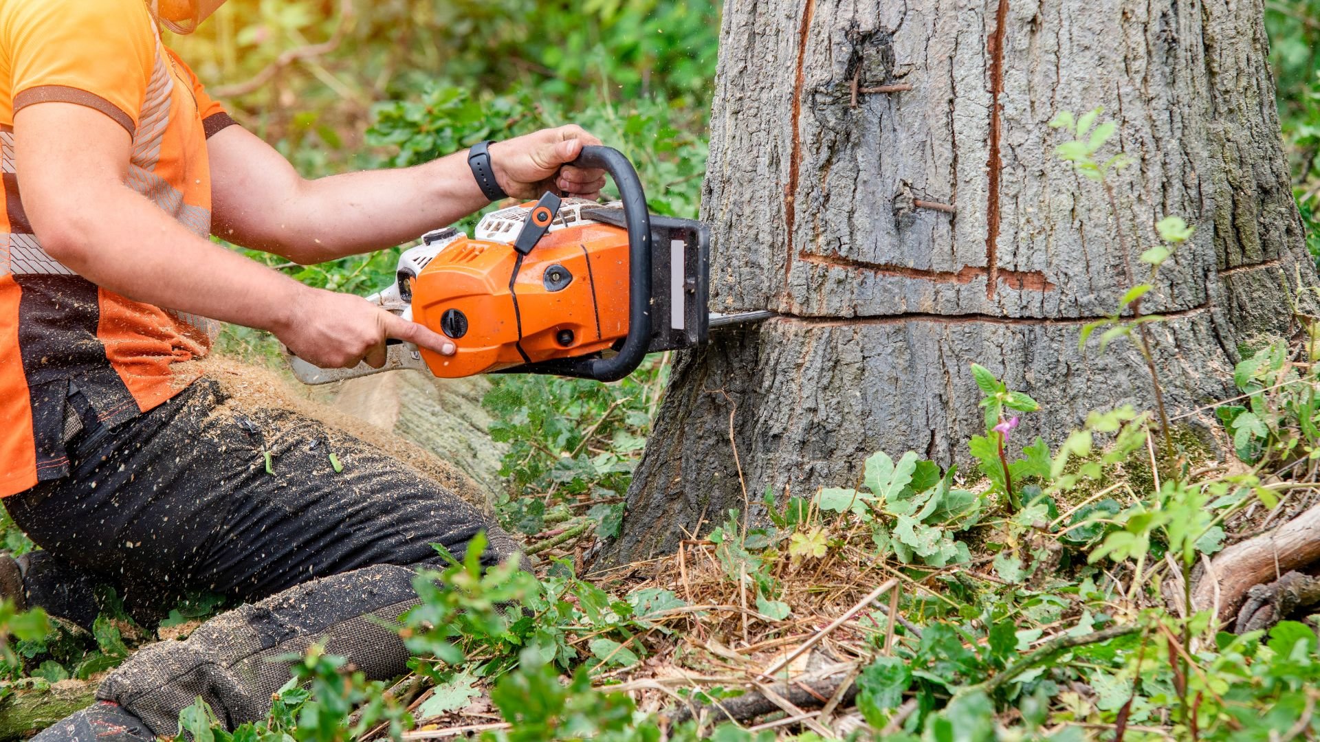 Orange chainsaw cutting down a tree in a forest setting
