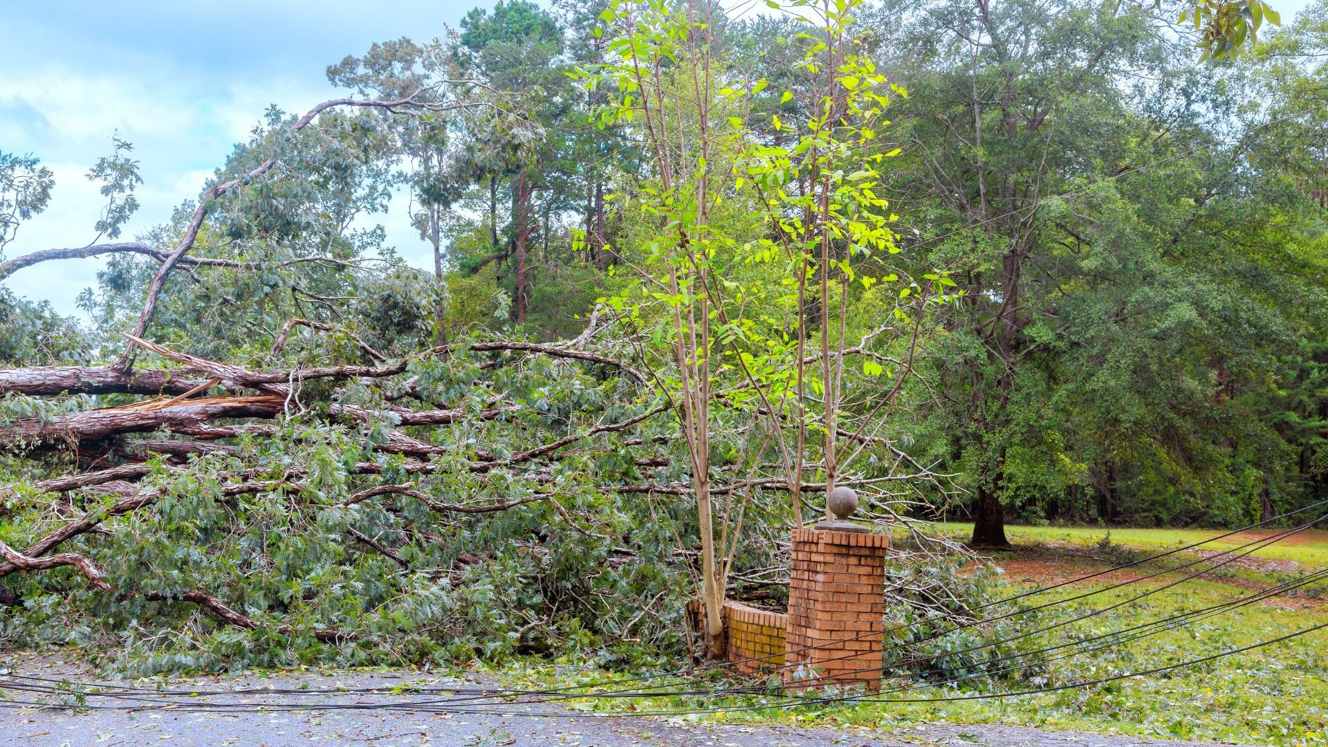 Fallen trees and branches after a storm near a brick chimney