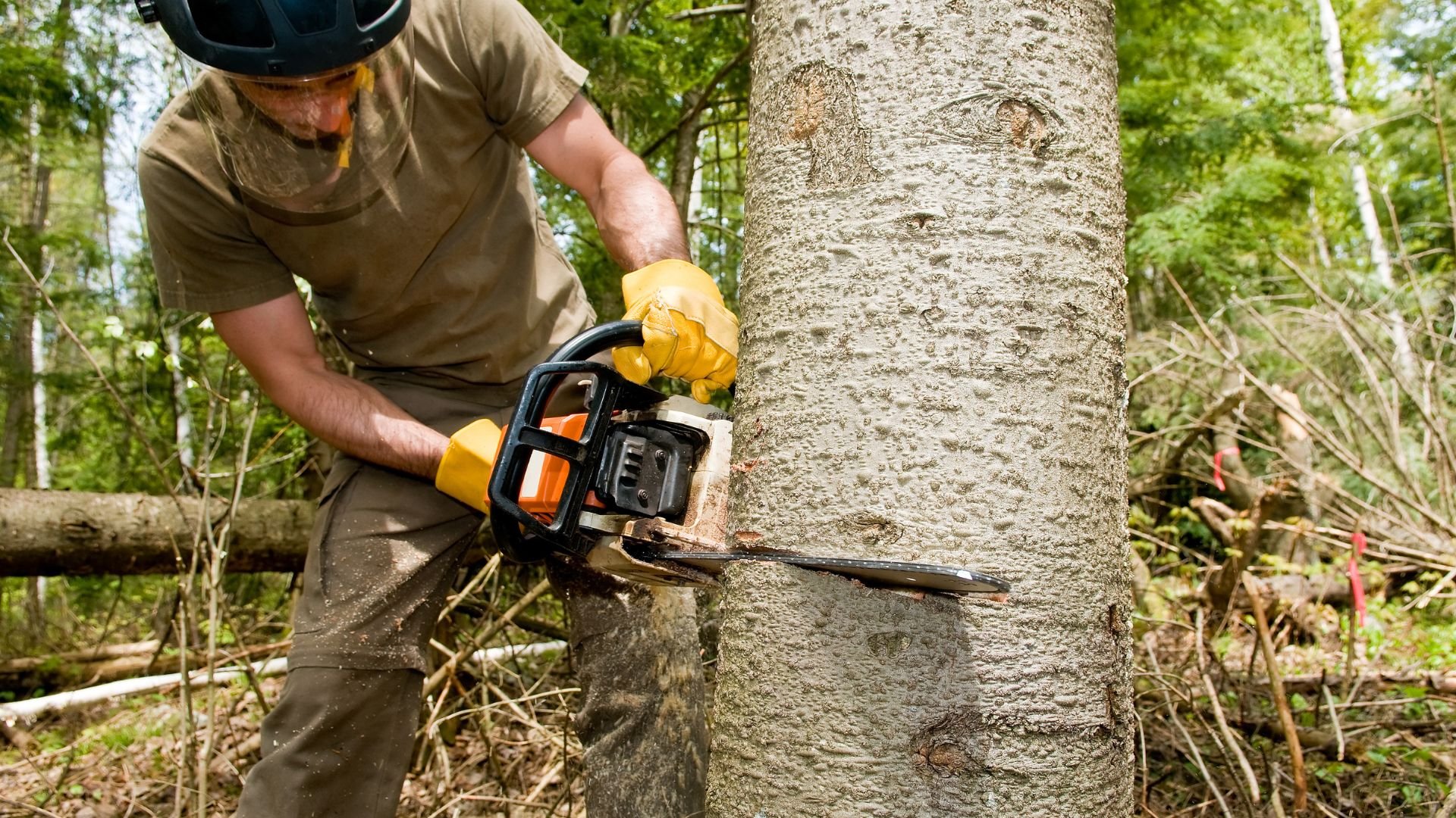 Logger cutting down tree with chainsaw in forest