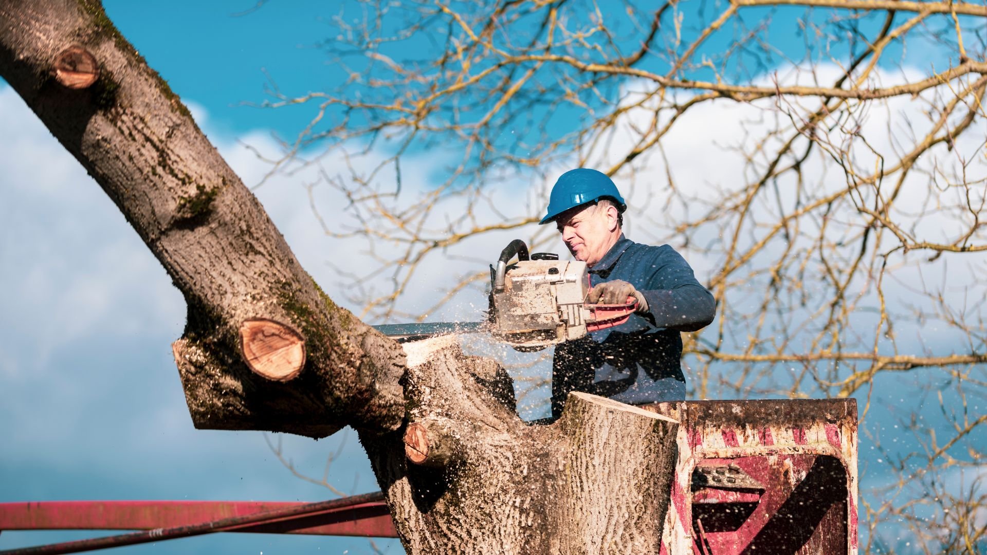 Worker cutting large tree branch with chainsaw on winter day