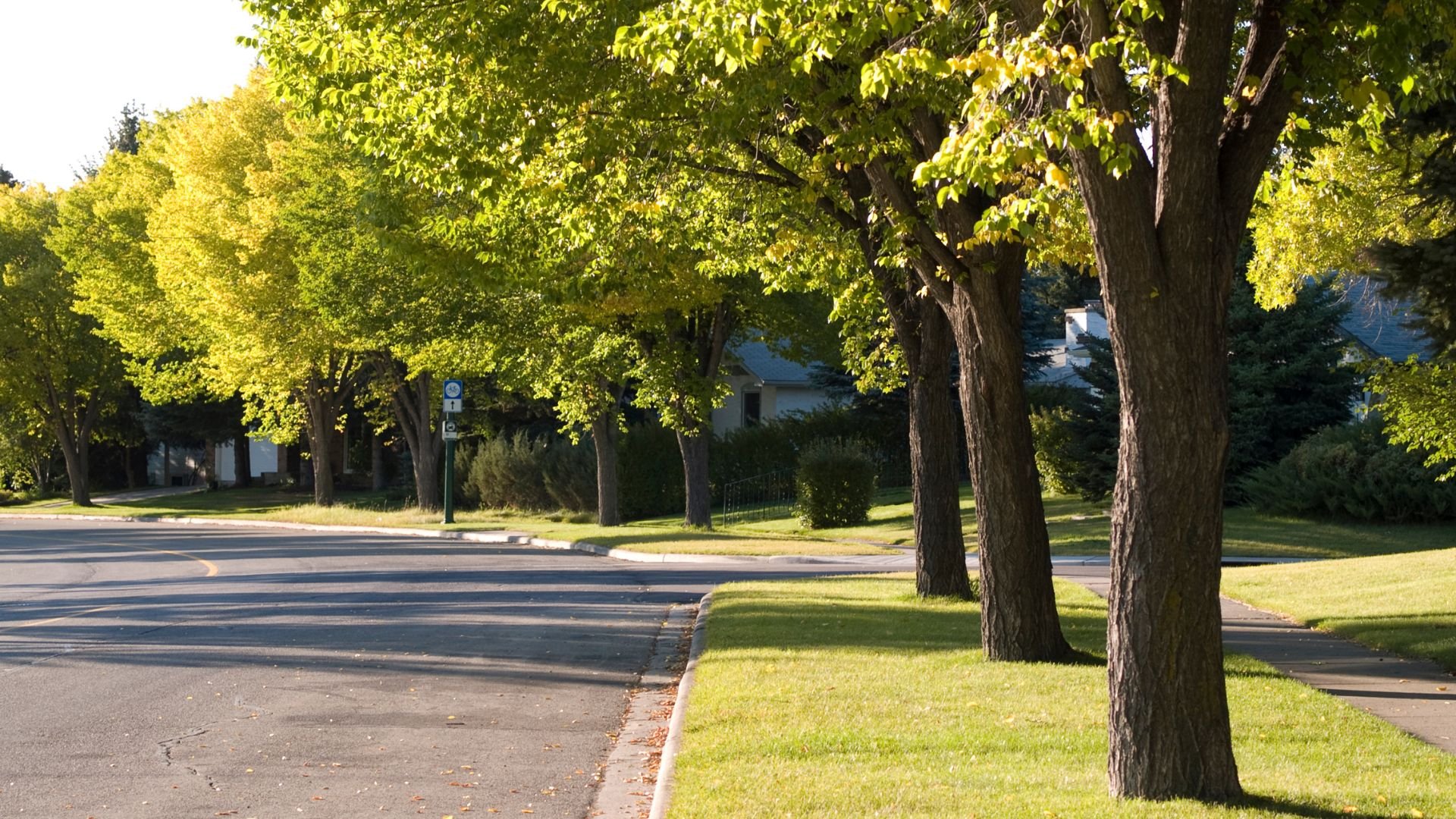Sunny suburban street lined with large trees and green lawns
