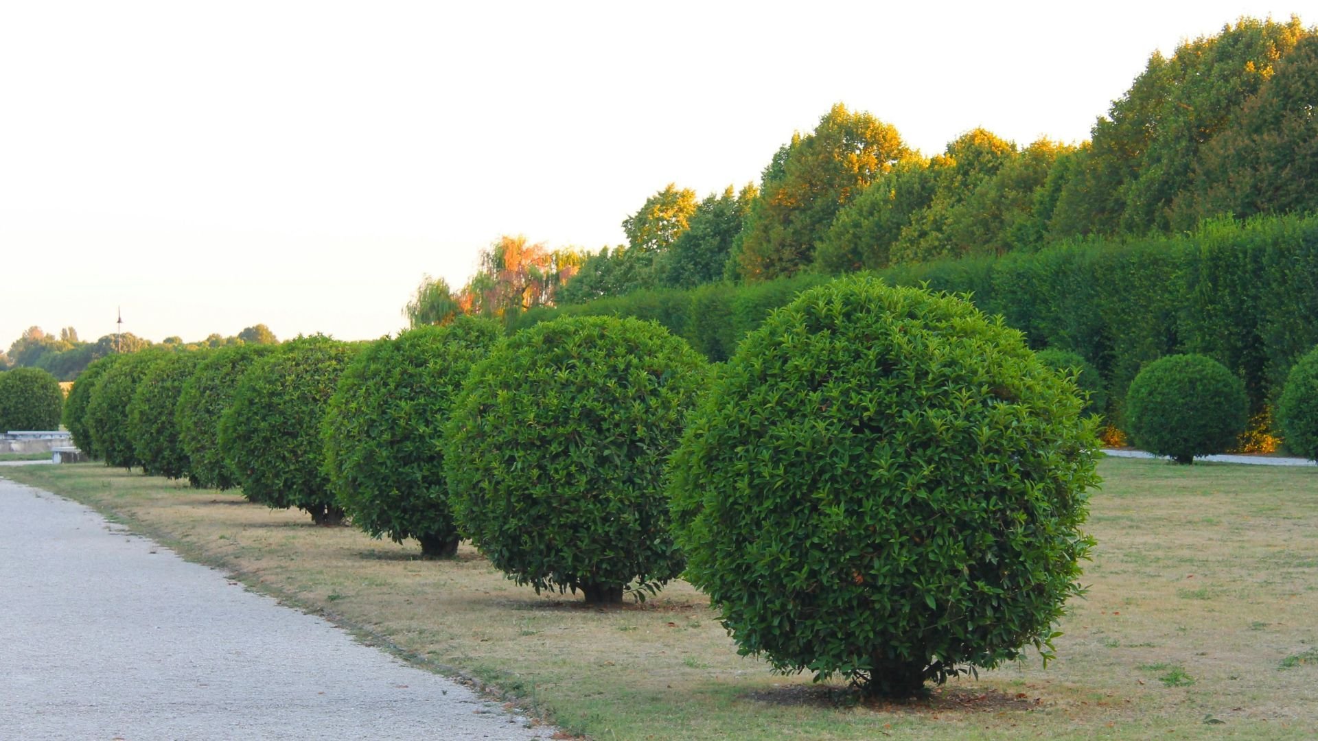 Neatly trimmed green bushes lined up along a path with trees behind