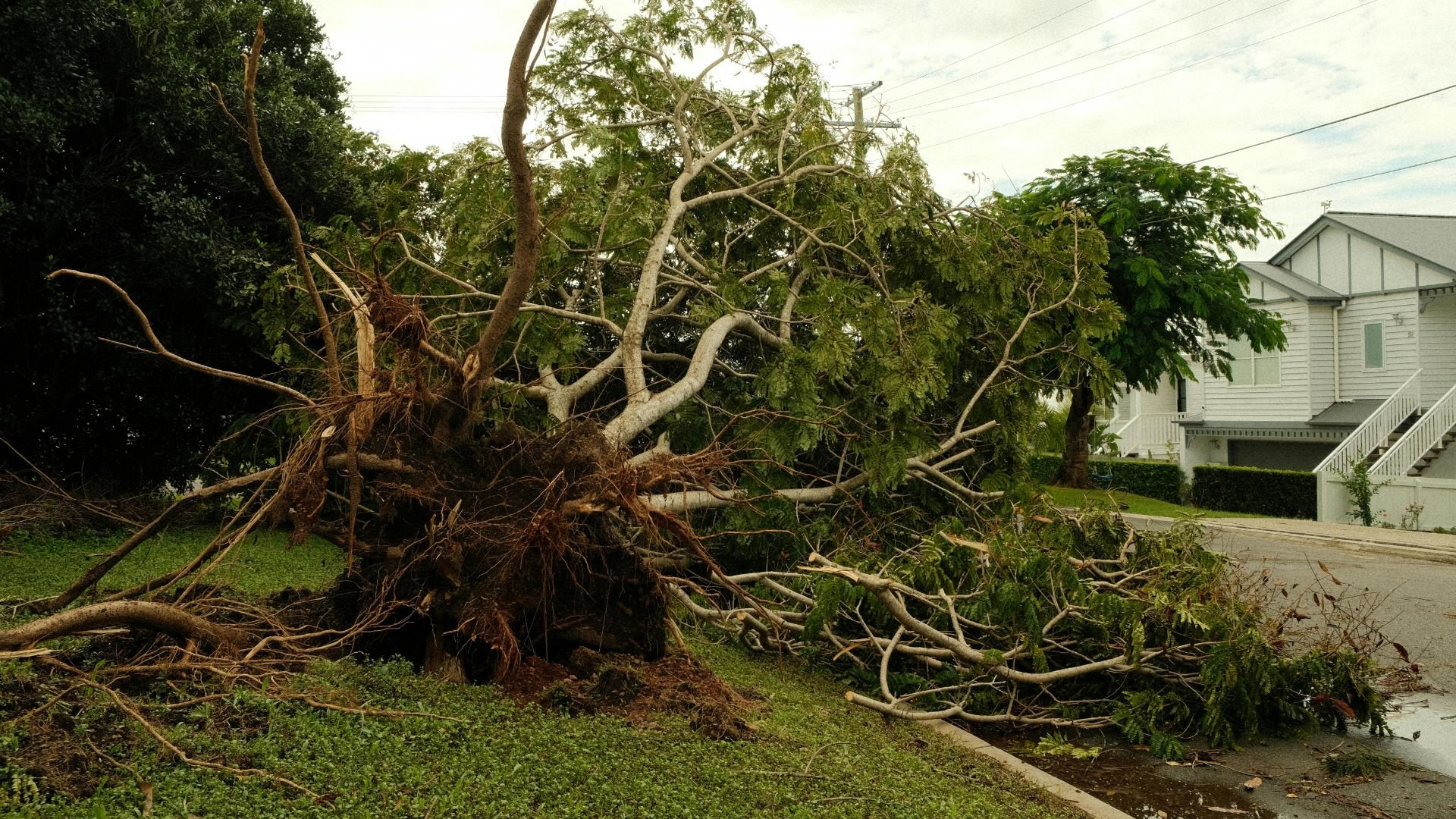 Large uprooted tree fallen on grass near residential house after storm