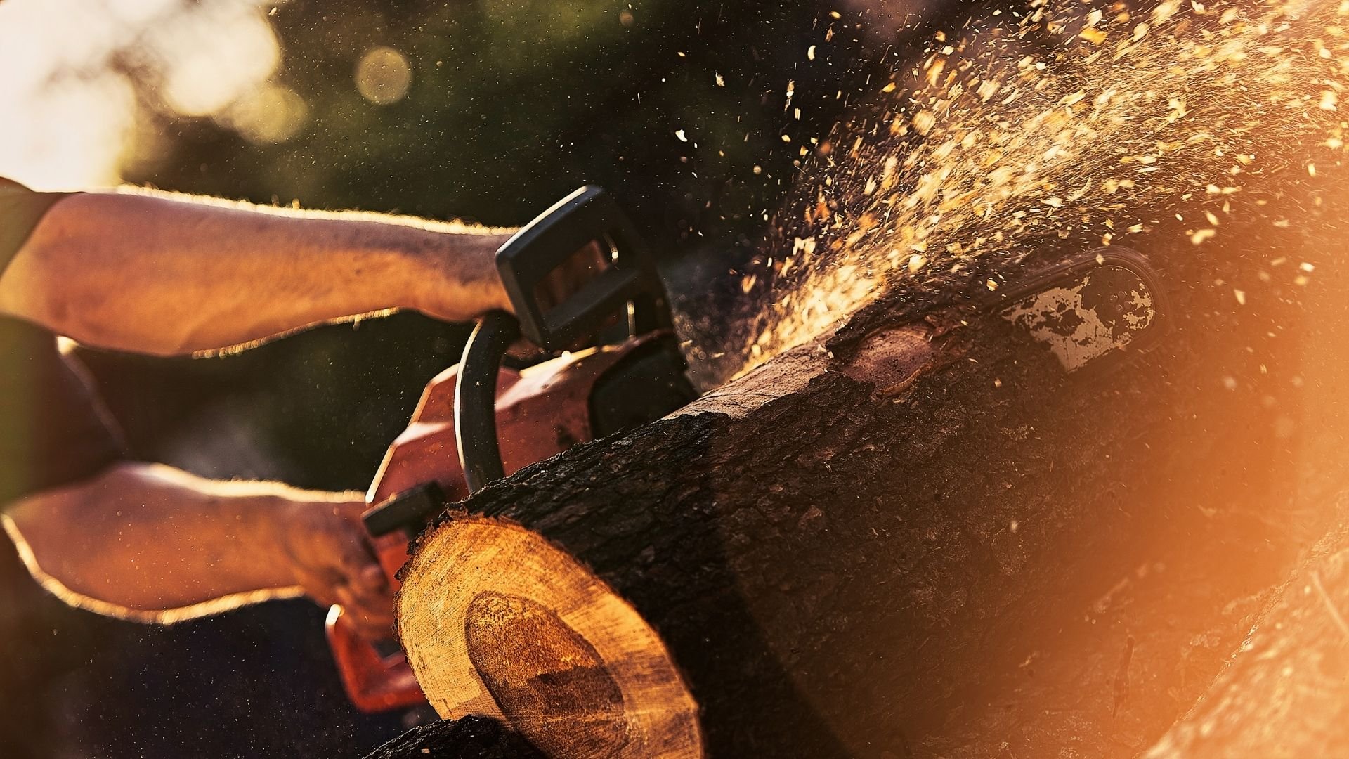 Chainsaw cutting wood with sparks flying in golden sunlight