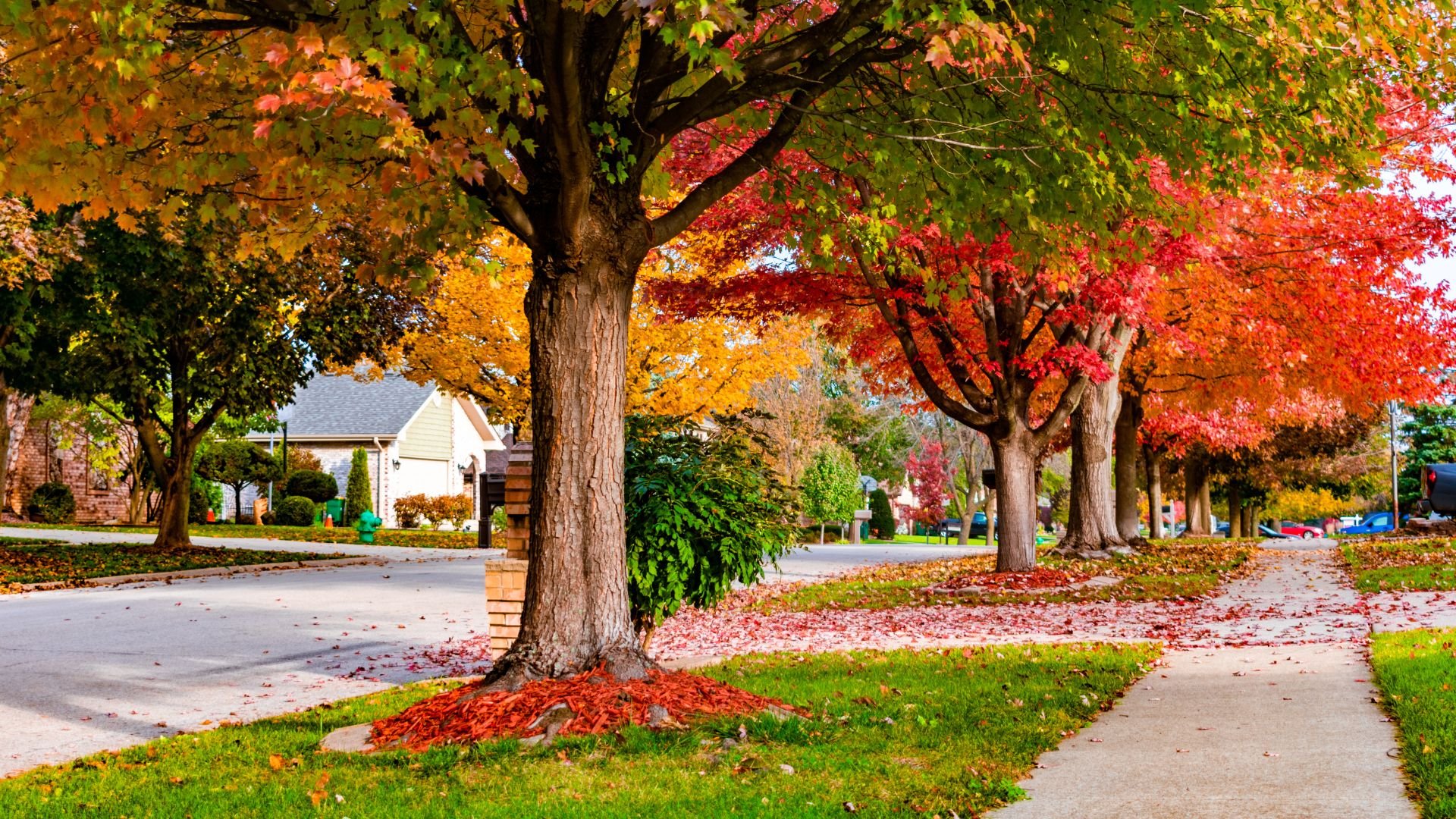 Autumn street with colorful trees and fallen leaves on suburban sidewalk