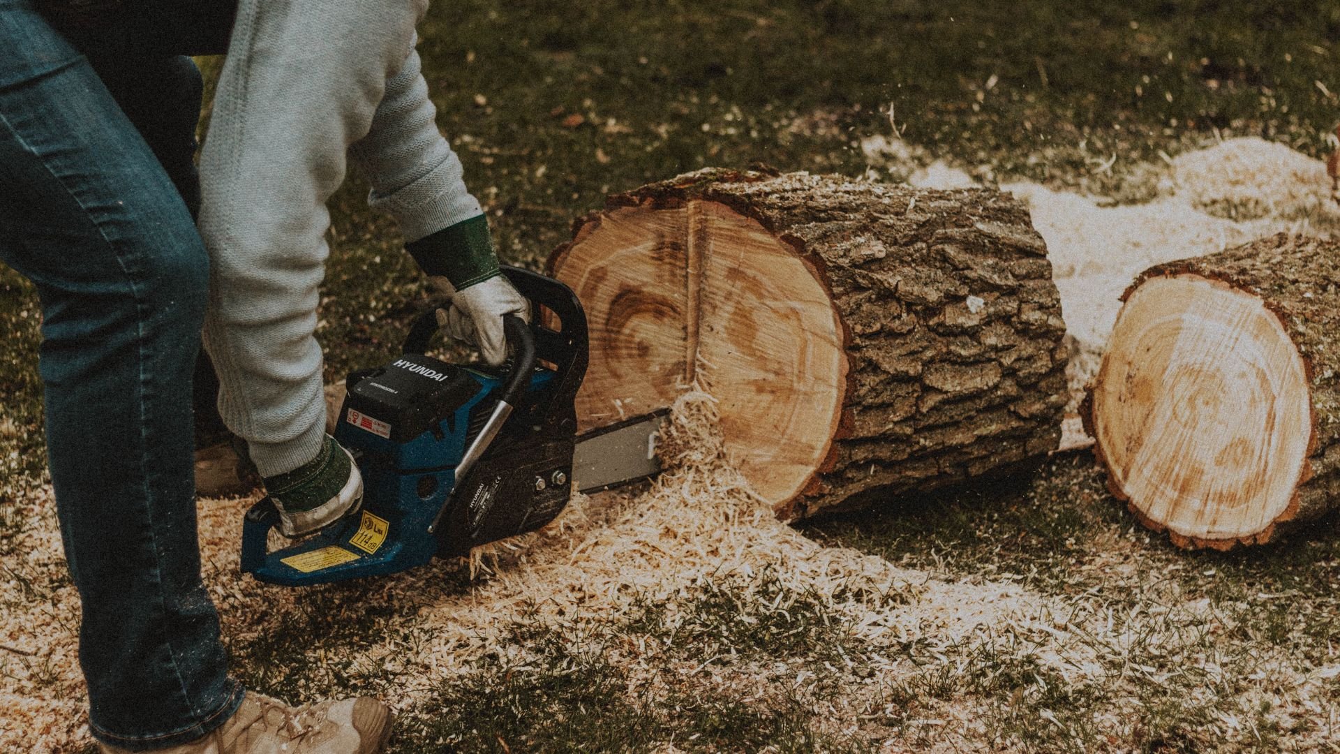 Cutting large tree logs with a blue Hyundai chainsaw on grass