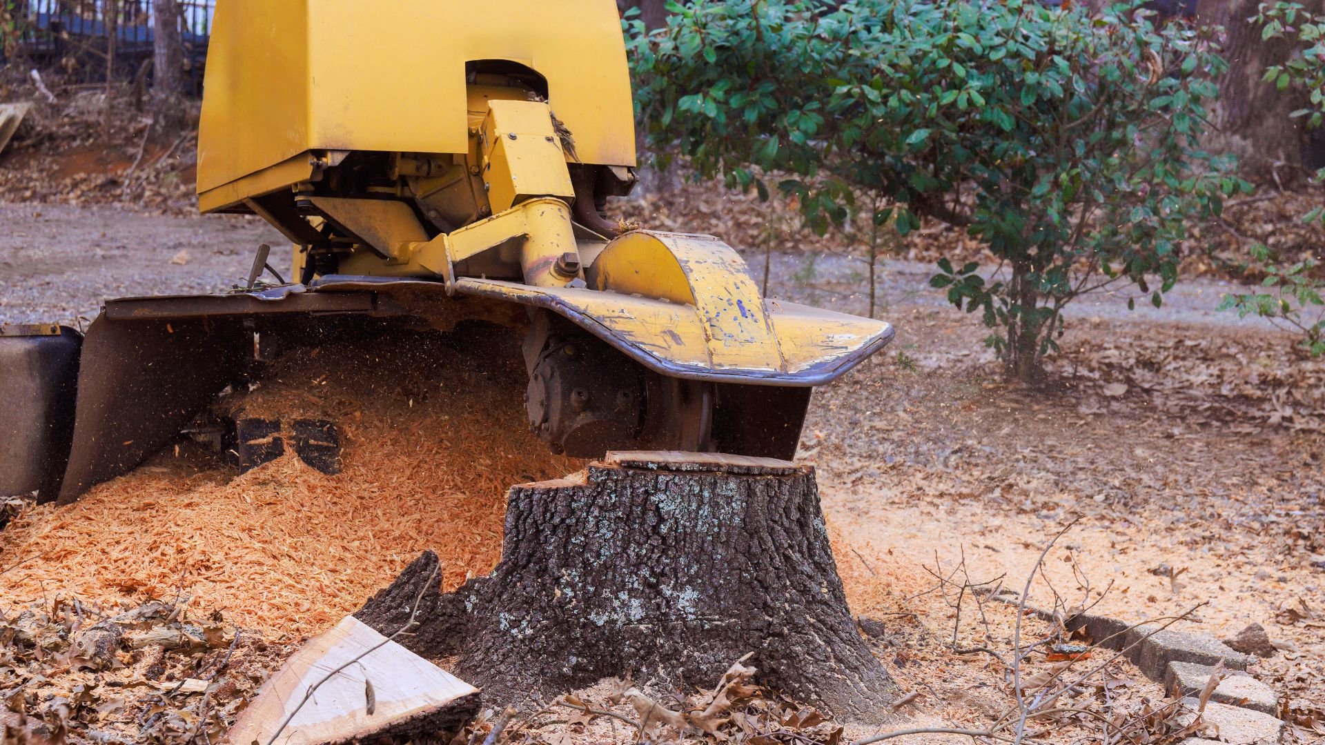 Yellow stump grinder removing tree stump surrounded by wood chips
