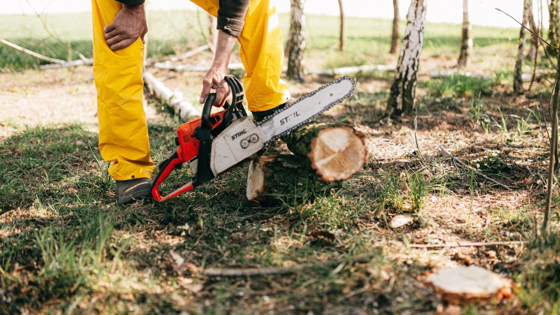 Person in yellow pants using Stihl chainsaw to cut log in forest