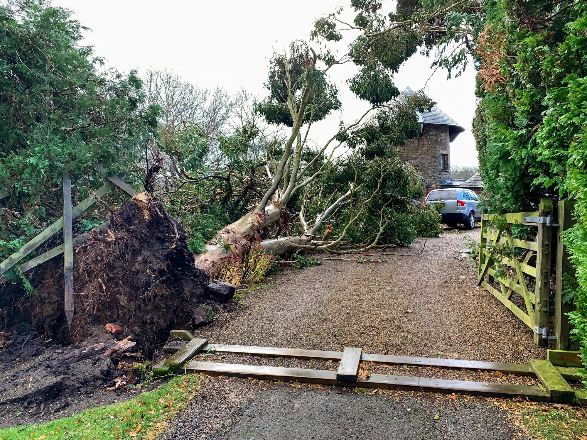 Storm-damaged tree near a residential property