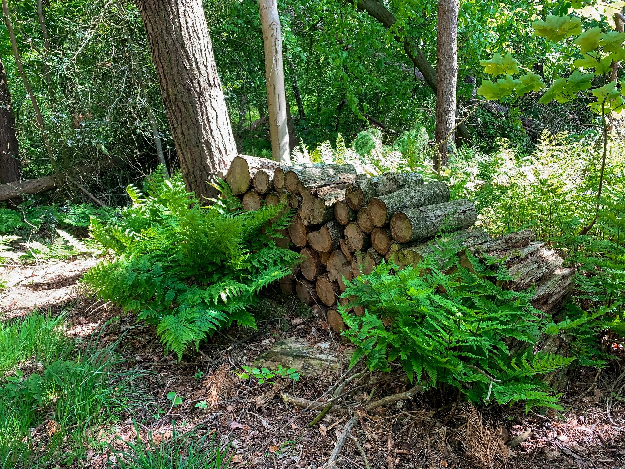 Wooded area representing tree removal and cleanup work