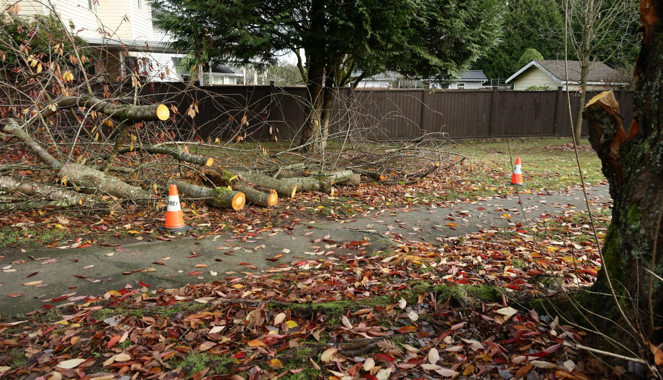 Tree trimming work at a residential property