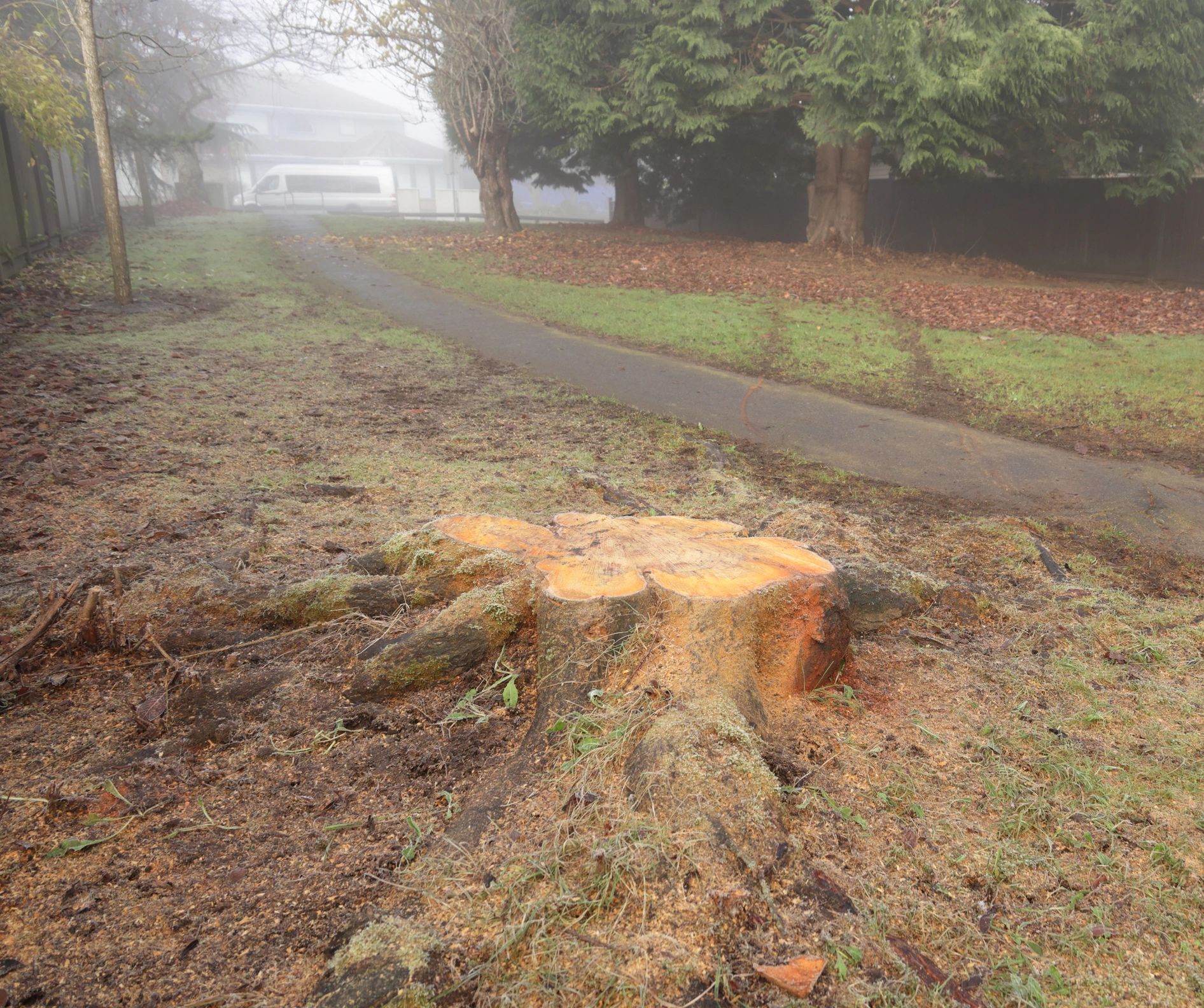 Tree stump remains after storm damage and removal work