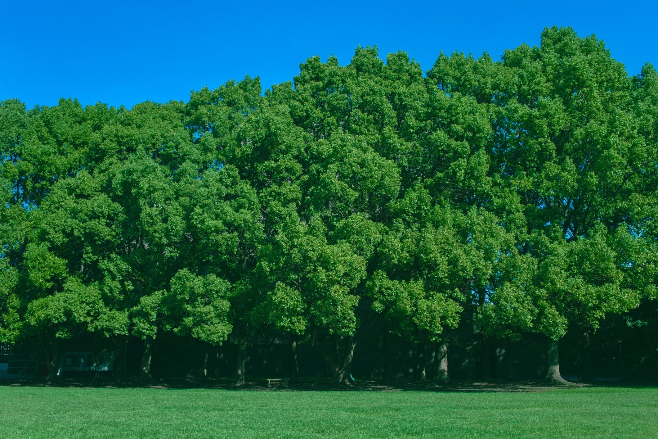 Tree service landscape with mature trees