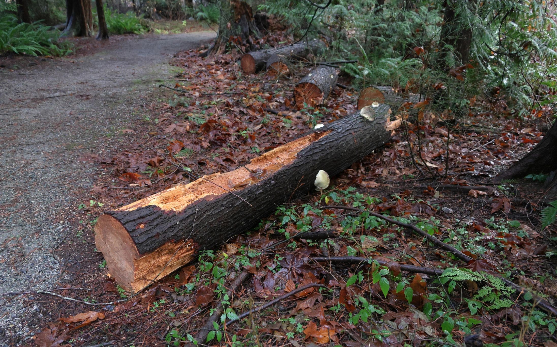 Tree cleanup work after damage on a property