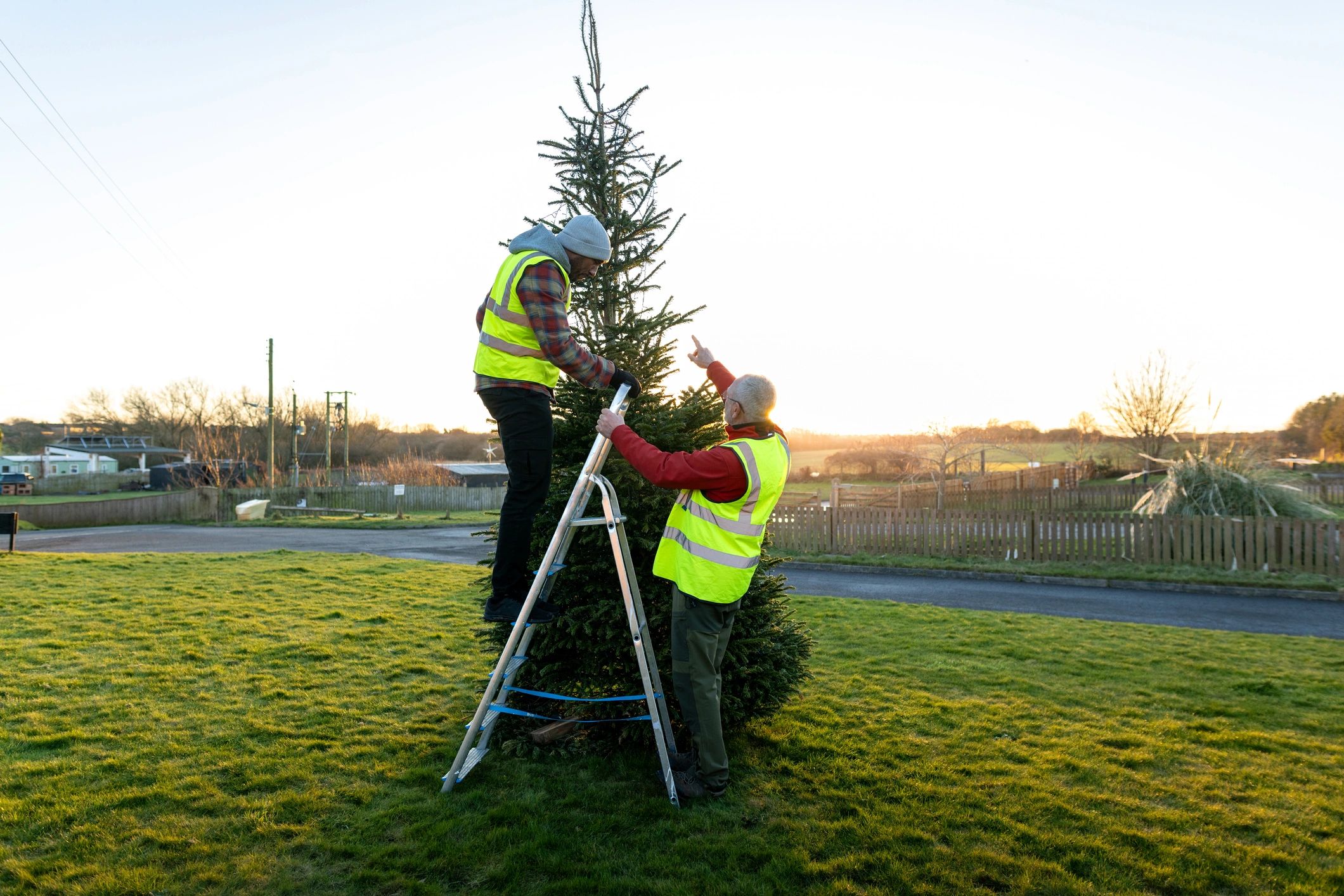 Crew working around a large outdoor tree with ladder support
