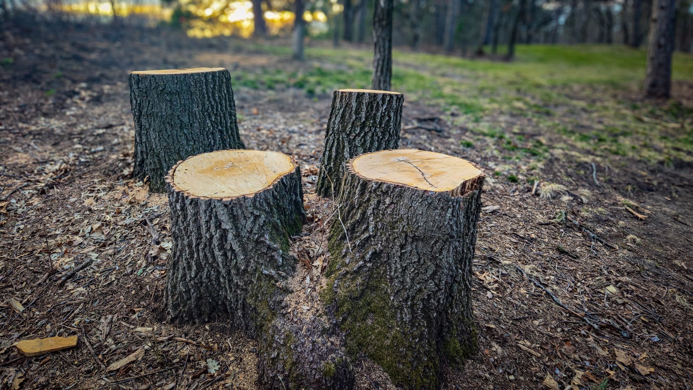 Fresh tree stumps. Selective thinning, tree removal, and environment concepts.