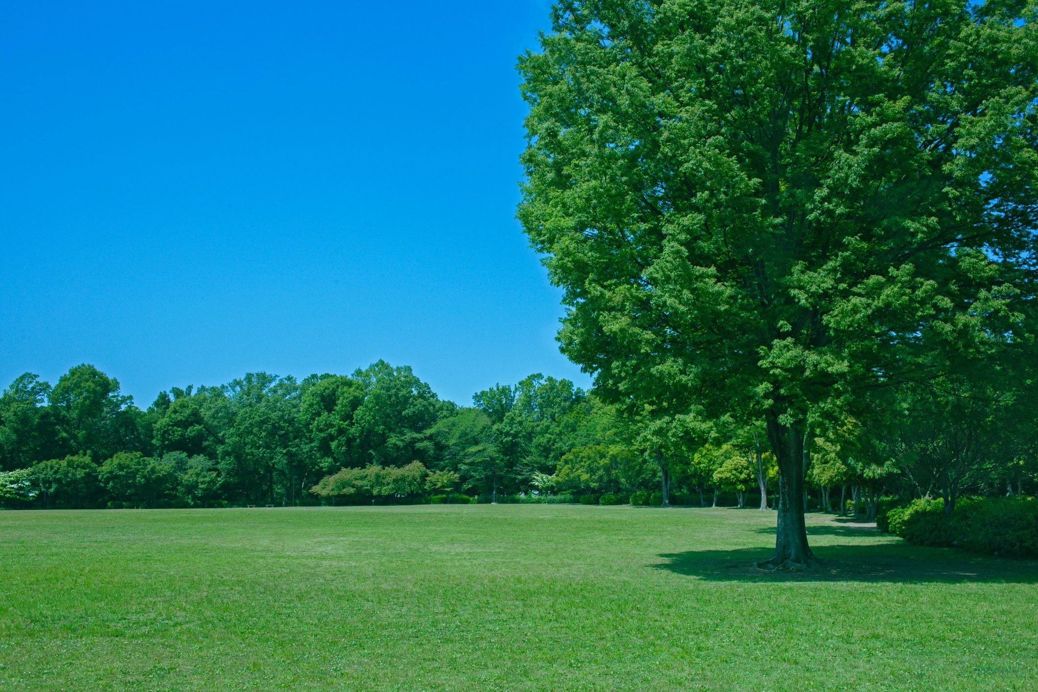 Healthy mature trees in a maintained outdoor setting