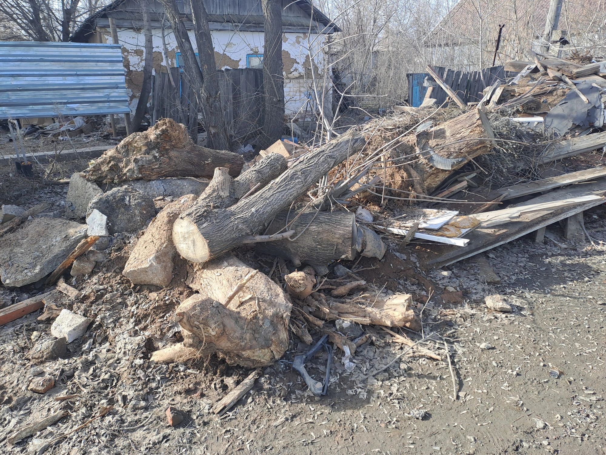 Cut logs and stumps after tree work in a yard