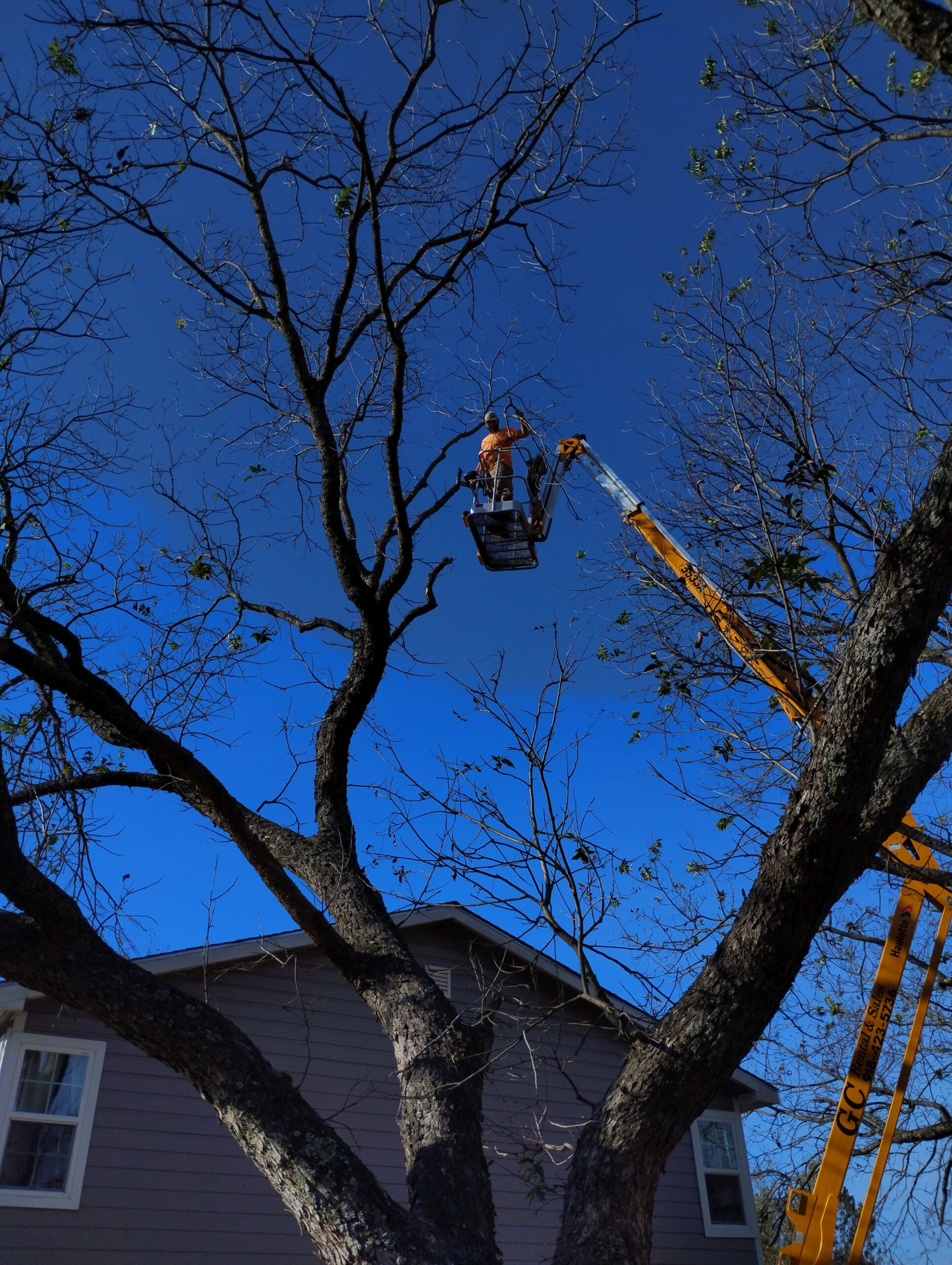 Bucket truck lifting a tree worker beside large branches against a blue sky