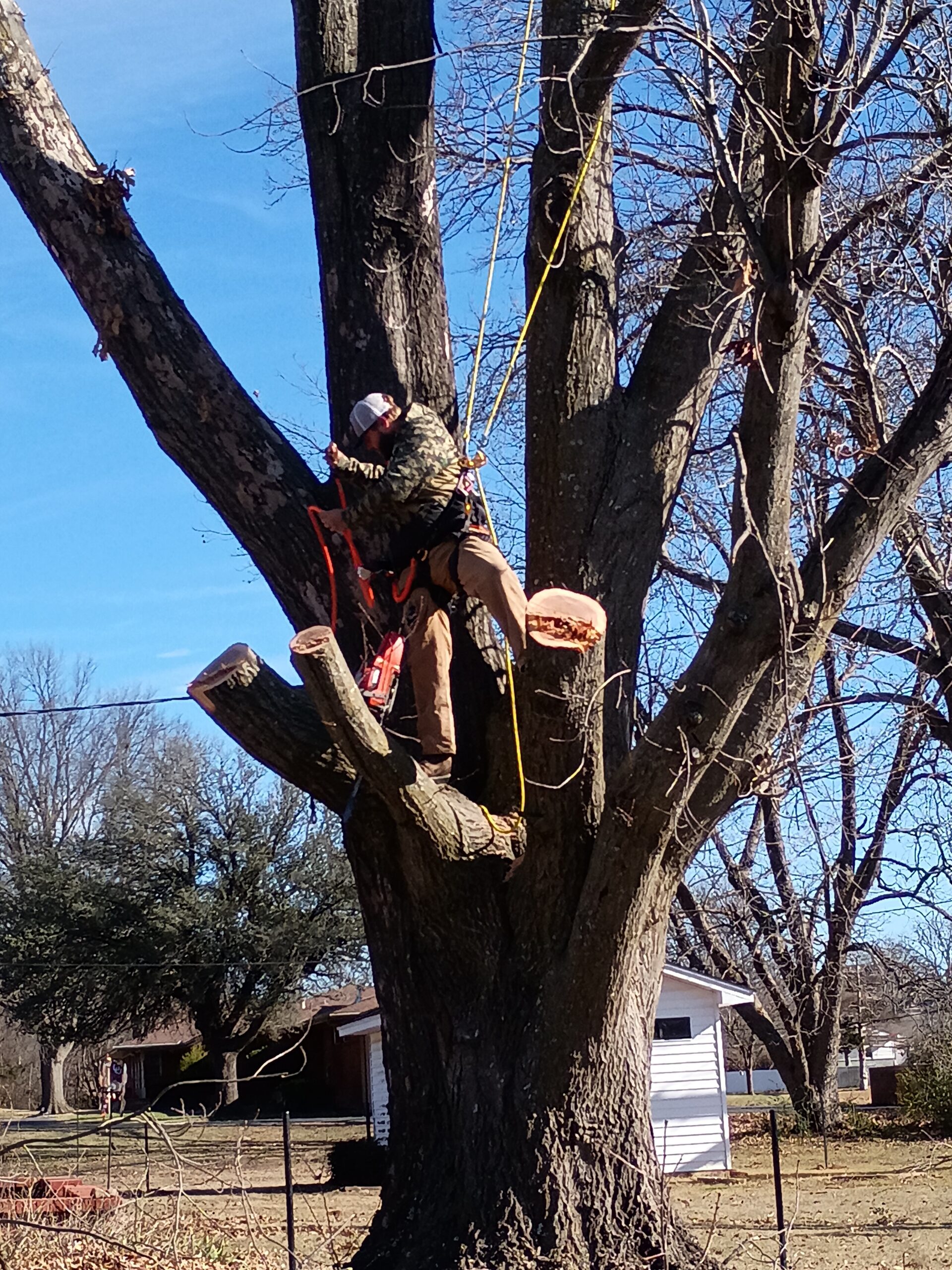 Tree worker cutting branches while secured in a large tree