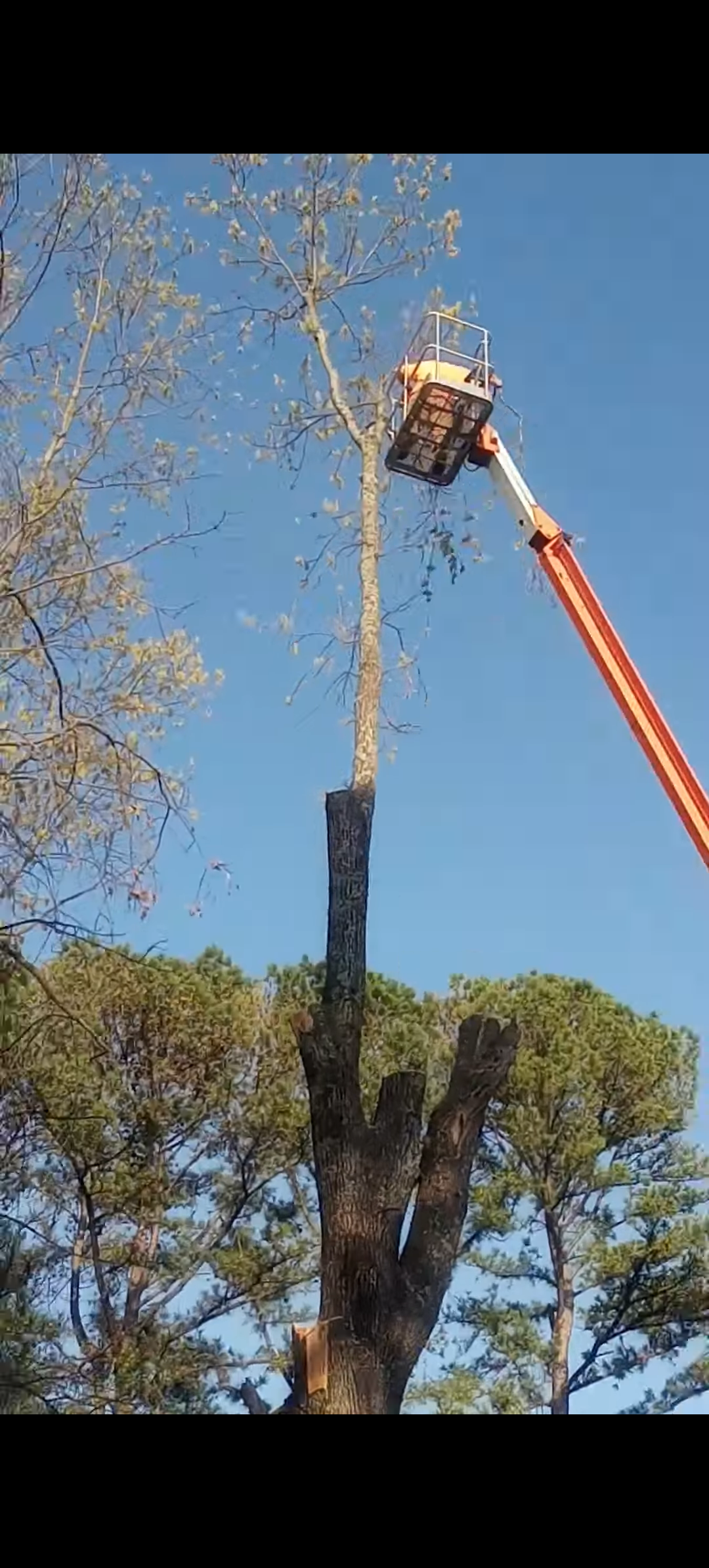 Bucket lift pruning a tall tree against a clear sky