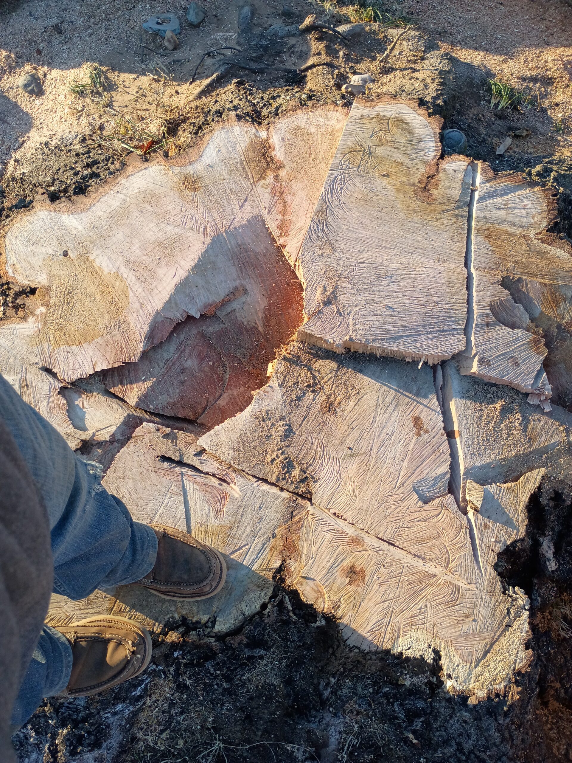 Freshly cut tree stump and sawdust after tree removal